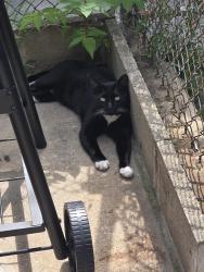 Found/Stray Male Cat last seen North Curley St. Between Monument and East Madison, Baltimore, MD 21205