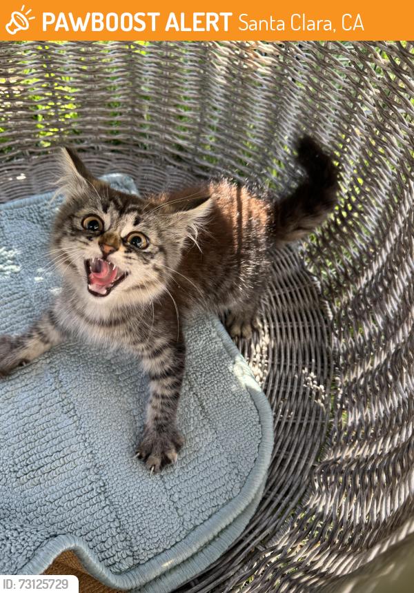 Found/Stray Unknown Cat last seen Near Dixon Drive, Santa Clara, CA 95051