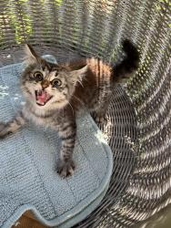Found/Stray Unknown Cat last seen Near Dixon Drive, Santa Clara, CA 95051