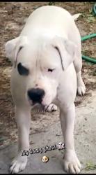 Reunited Male Dog last seen Hwy 54, Peachtree City, GA 30269