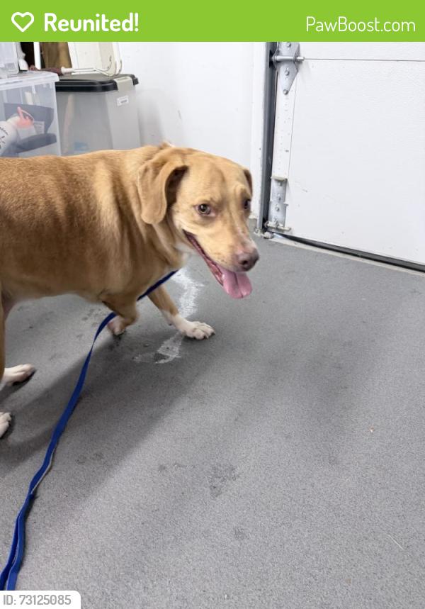 Reunited Female Dog last seen Ridgebury Blvd, Ohio, USA, Cuyahoga County, OH 44143