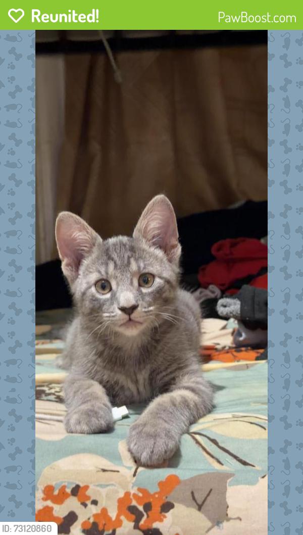 Reunited Male Cat last seen Walton Ave, Fordham Road, The Bronx, NY 10452