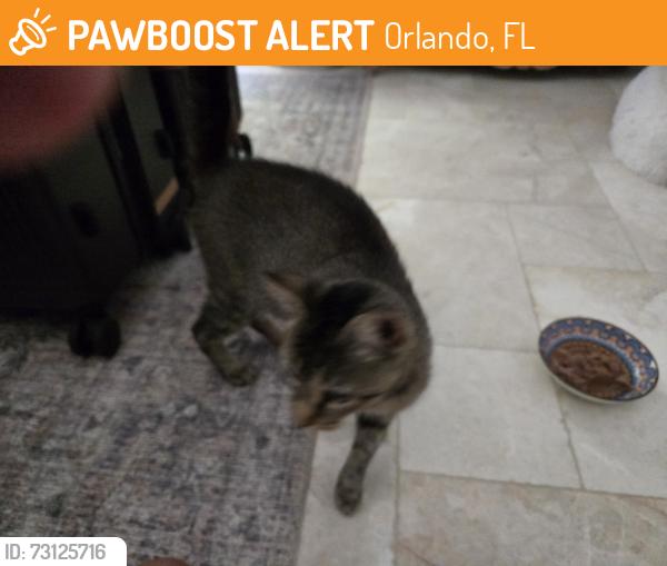 Found/Stray Unknown Cat last seen Stymie/Midiron, Orlando, FL 32804
