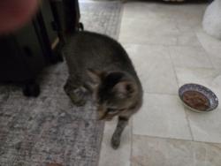 Found/Stray Unknown Cat last seen Stymie/Midiron, Orlando, FL 32804