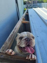 Found/Stray Female Dog last seen Cape Coral , FL 33993 near Diplomat and Santa Barbara, Cape Coral, FL 33993