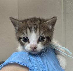 Shelter Stray Female Cat last seen Luther / Wellborn, City of College Station, TX, 5359 Leonard Rd, Bryan, TX 77807, USA