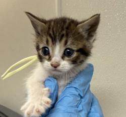 Shelter Stray Female Cat last seen Luther / Wellborn, City of College Station, TX, 5359 Leonard Rd, Bryan, TX 77807, USA