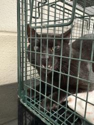 Shelter Stray Unknown Cat last seen Near Tennyson dr., Knox County GP, TN, 3201 Division St, Knoxville, TN 37919, USA