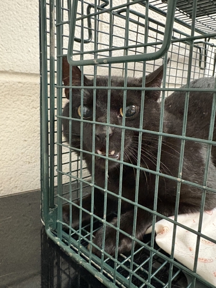 Shelter Stray Unknown Cat last seen Near Tennyson dr., Knox County GP, TN, 3201 Division St, Knoxville, TN 37919, USA