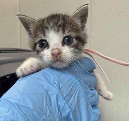 Shelter Stray Female Cat last seen Luther / Wellborn, City of College Station, TX, 5359 Leonard Rd, Bryan, TX 77807, USA