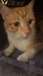 Shelter Stray Unknown Cat last seen Main Street near Subway in Marshall, WI., Marshall, Village of, WI, 5132 Voges Rd, Madison, WI 53718, USA