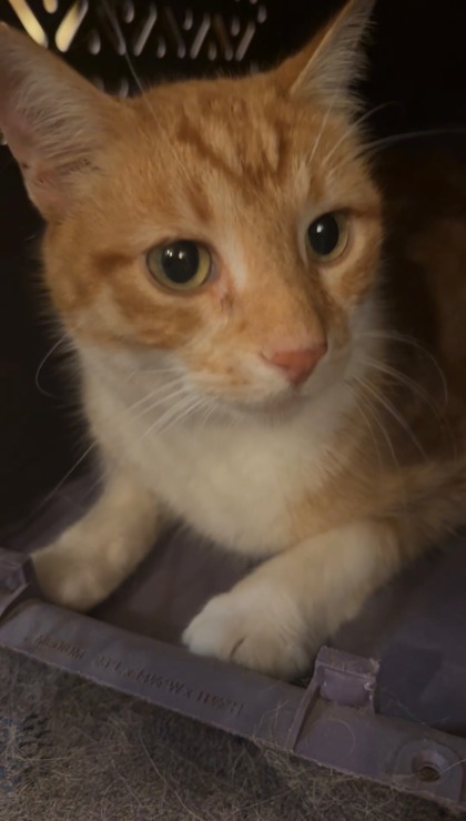 Shelter Stray Unknown Cat last seen Main Street near Subway in Marshall, WI., Marshall, Village of, WI, 5132 Voges Rd, Madison, WI 53718, USA