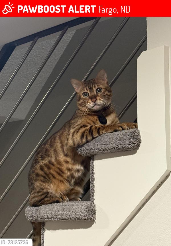 Lost Male Cat last seen At home in the backyard., Fargo, ND 58102