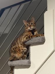 Lost Male Cat last seen At home in the backyard., Fargo, ND 58102