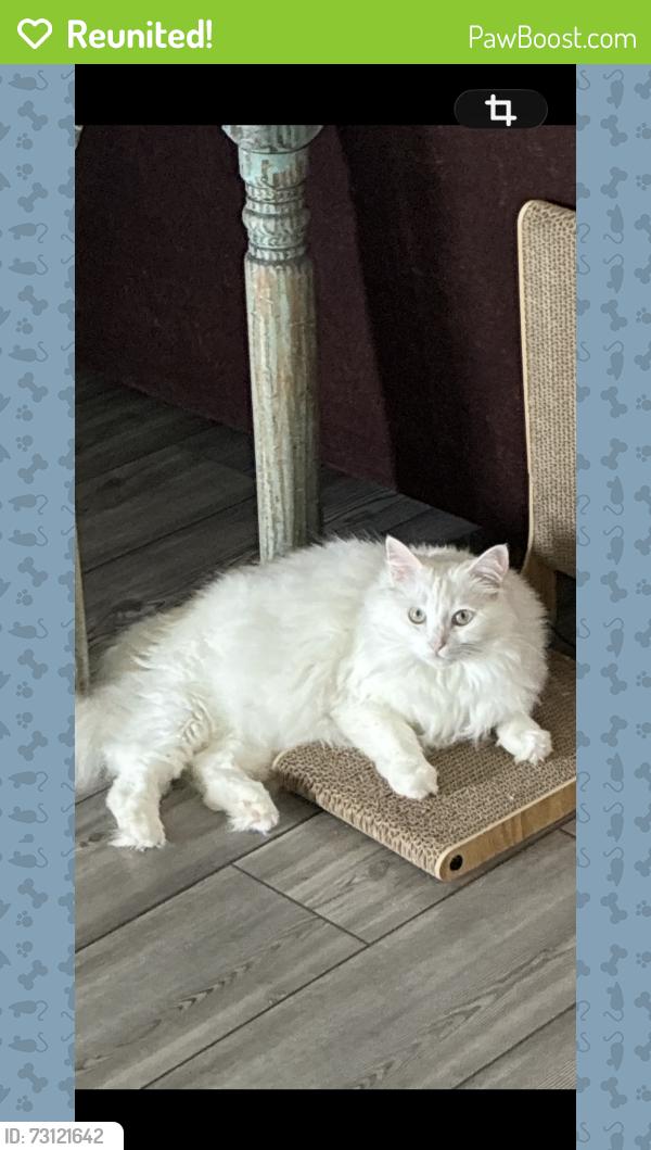 Reunited Female Cat last seen Ovilla Rd, Waxahachie, TX 75167