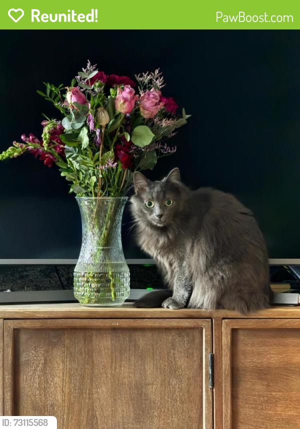 Reunited Female Cat last seen Felt Street, Sandy Row, BT12, Belfast, Northern Ireland 