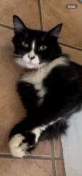 Reunited Female Cat last seen Near N Valencia St, Alhambra, CA 91801, USA, Alhambra, CA 91801