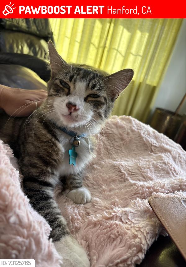 Lost Male Cat last seen Fountain plaza, Hanford, CA 93230