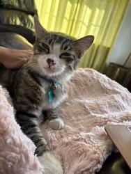 Lost Male Cat last seen Fountain plaza, Hanford, CA 93230