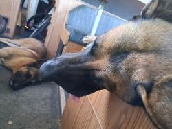 Lost Male Dog last seen Morton rd and toll rd 99 Walmart, Katy, TX 77493