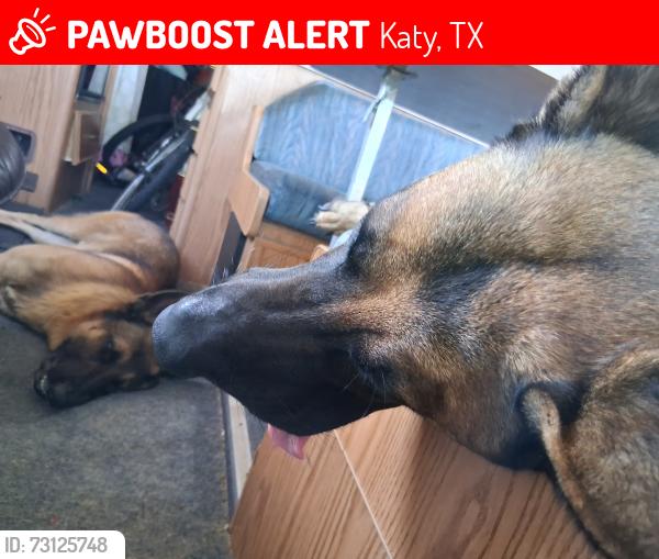 Lost Male Dog last seen Morton rd and toll rd 99 Walmart, Katy, TX 77493