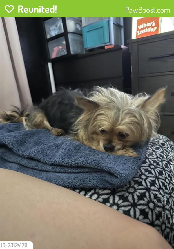 Reunited Female Dog last seen Dewsbury St. and Chapman, North Richland Hills, TX 76182