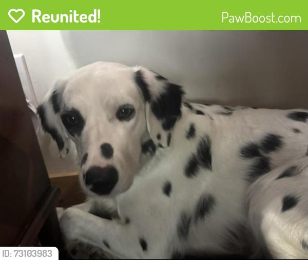 Reunited Female Dog last seen College Ave, Oakland, CA 94618