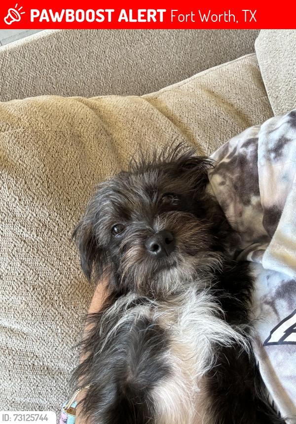 Lost Female Dog last seen W Cleburne rd and Columbus trail, Fort Worth, TX 76123