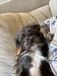 Lost Female Dog last seen W Cleburne rd and Columbus trail, Fort Worth, TX 76123