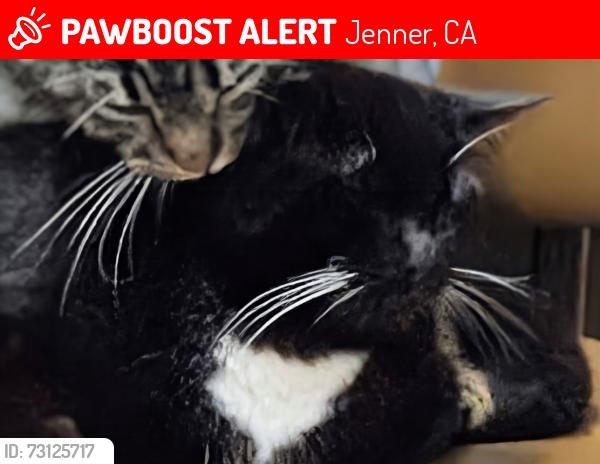 Lost Male Cat last seen Woodside Campground Salt Point, Jenner, CA 95450