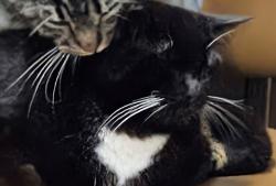 Lost Male Cat last seen Woodside Campground Salt Point, Jenner, CA 95450