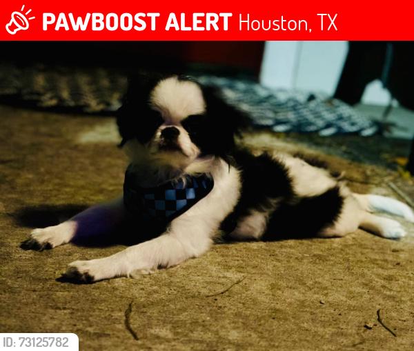Lost Male Dog last seen Bethel and 43rd, Houston, TX 77092