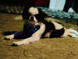 Lost Male Dog last seen Bethel and 43rd, Houston, TX 77092