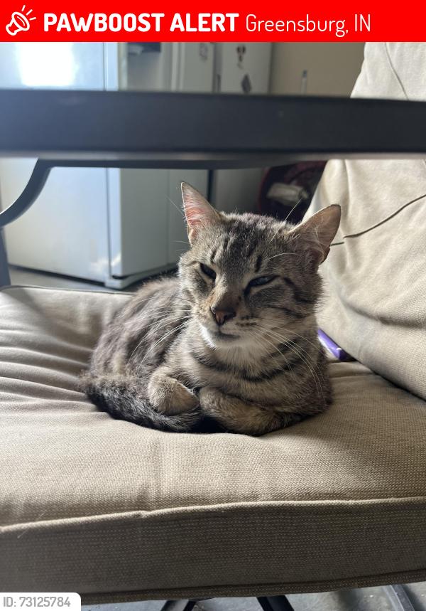 Lost Male Cat last seen Park Rd, Greensburg, IN 47240