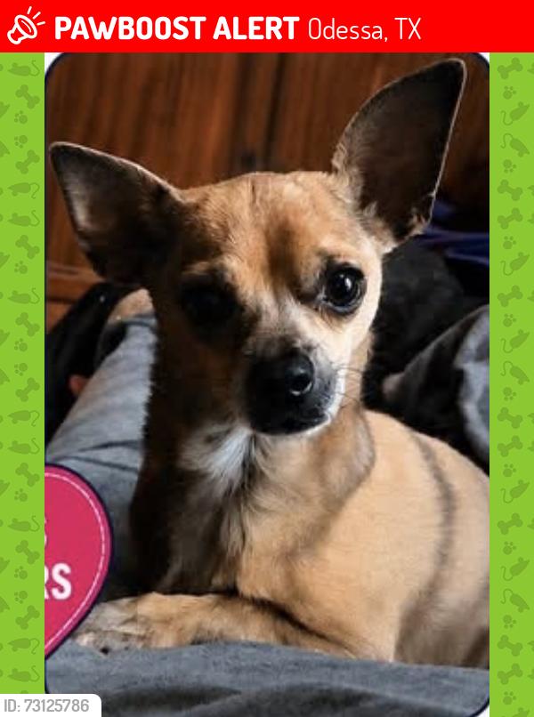 Lost Female Dog last seen Fudree & King Ranch, Odessa, TX 79765