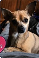 Lost Female Dog last seen Fudree & King Ranch, Odessa, TX 79765