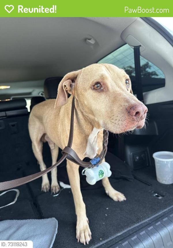 Reunited Male Dog last seen Found on HWY 59 around Memorial Hermann Southwest, Houston, TX 77074