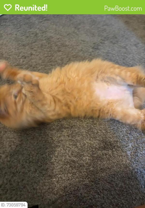 Reunited Unknown Cat last seen 43RD AND SHERIDAN ROAD, Kenosha, WI 53140