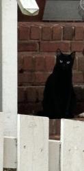 Lost Male Cat last seen Near Oakleigh Ct Tallahassee, FL 32312 United States, Tallahassee, FL 32312
