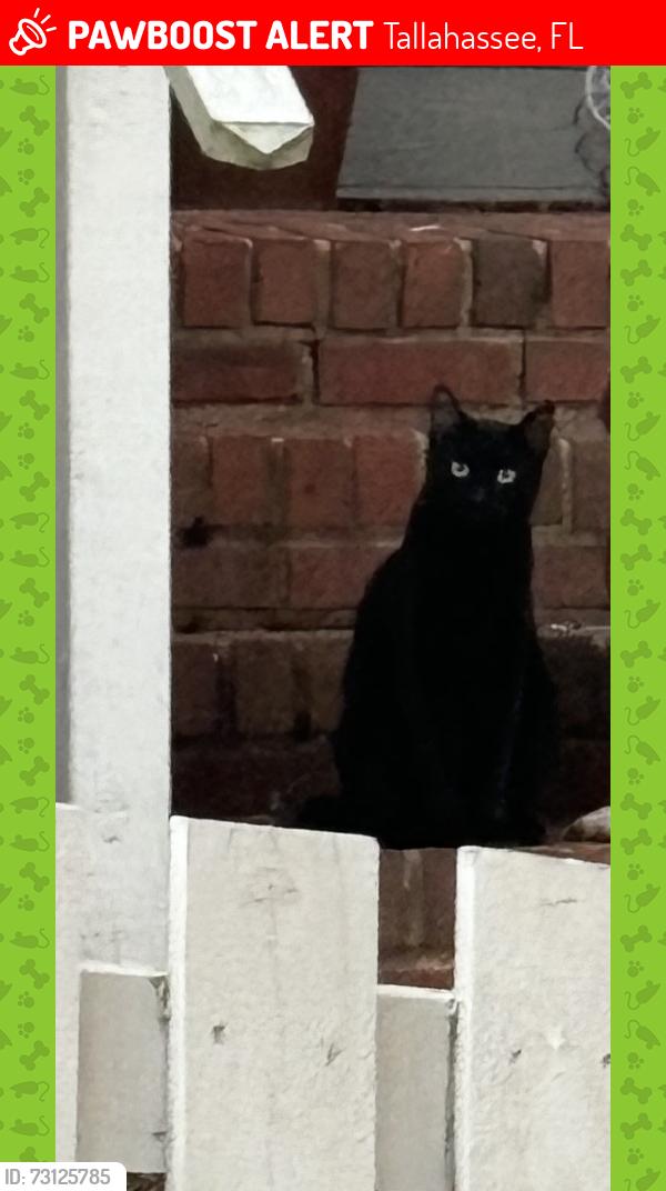 Lost Male Cat last seen Near Oakleigh Ct Tallahassee, FL 32312 United States, Tallahassee, FL 32312