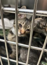 Shelter Stray Male Cat last seen SW Madison st and SW 3rd ave, OR, 1700 W Historic Columbia River Hwy, Troutdale, OR 97060, USA