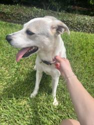 Reunited Female Dog last seen Inwood Dr, Houston, TX 77019, USA, Houston, TX 77019