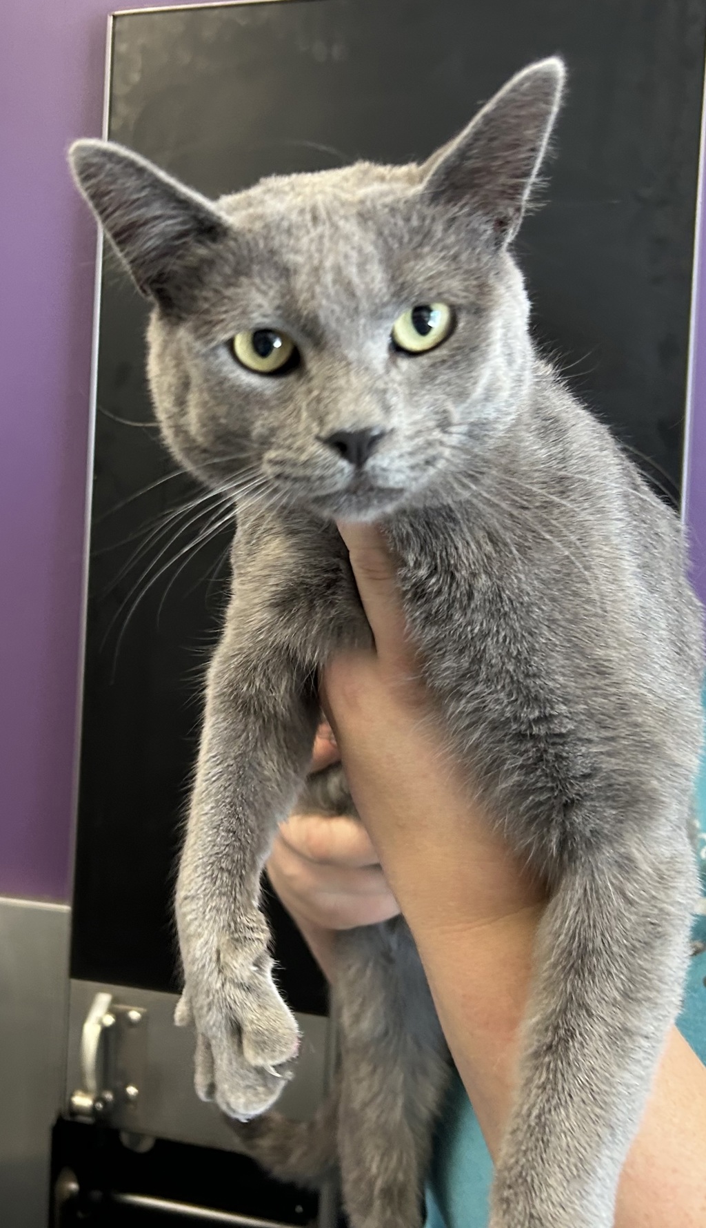 Shelter Stray Male Cat last seen Near W Falstaff Drive, Kearns Township, UT, 84118, 511 W 3900 S, Salt Lake City, UT 84123, USA