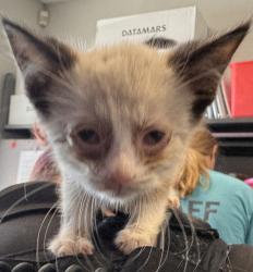 Shelter Stray Male Cat last seen Near S 900 W, SALT LAKE CITY, UT, 84105, 511 W 3900 S, Salt Lake City, UT 84123, USA