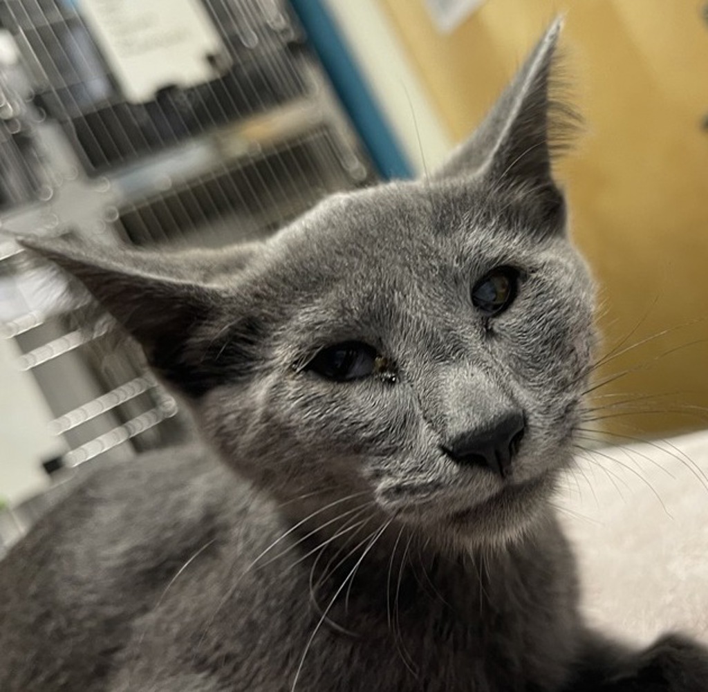 Shelter Stray Male Cat last seen Near East Valley Parkway, Escondido, CA, 92027, 5500 Gaines St, San Diego, CA 92110, USA