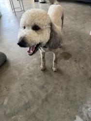 Reunited Male Dog last seen Near Harwood st ne Palm Bay, Palm Bay, FL 32907