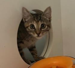 Shelter Stray Female Cat last seen Near Via Santiago, Vista, CA, 92081, Oceanside, CA 92058, USA