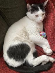 Lost Female Cat last seen Silverton and Grenoble, Los Angeles, CA 91042