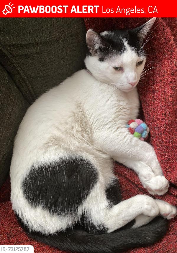 Lost Female Cat last seen Silverton and Grenoble, Los Angeles, CA 91042