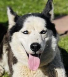 Reunited Female Dog last seen Hwy 73, Concord, NC 28025